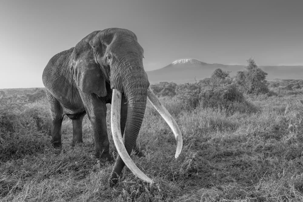 African Tusker Kilimanjaro by Bill Lu — canvas wall art
