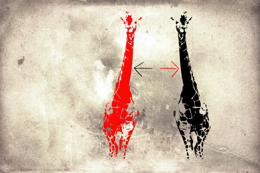 Contrasting Giraffes by Rafal Kulik — canvas wall art
