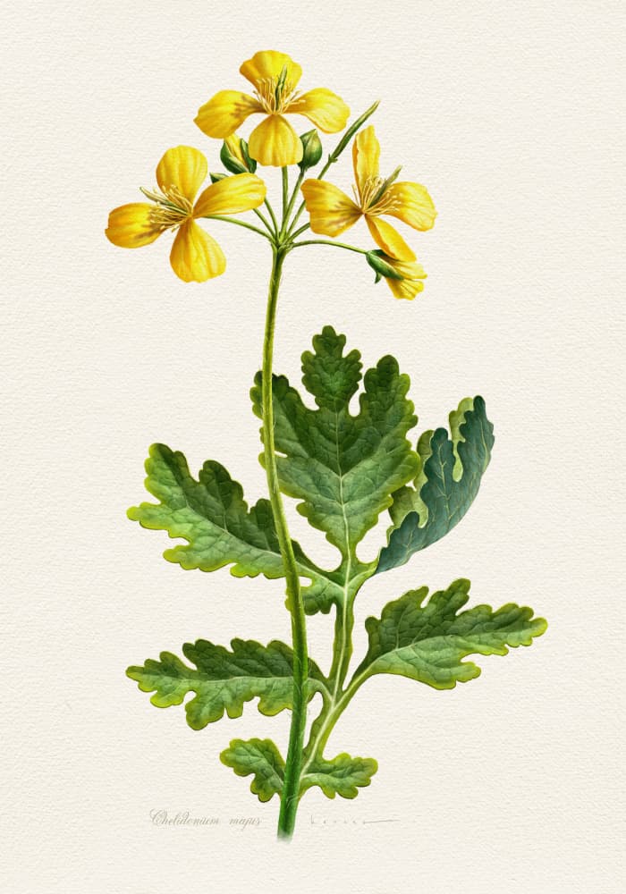 Vintage Celandine Botanical by Juan Hernaz — canvas wall art
