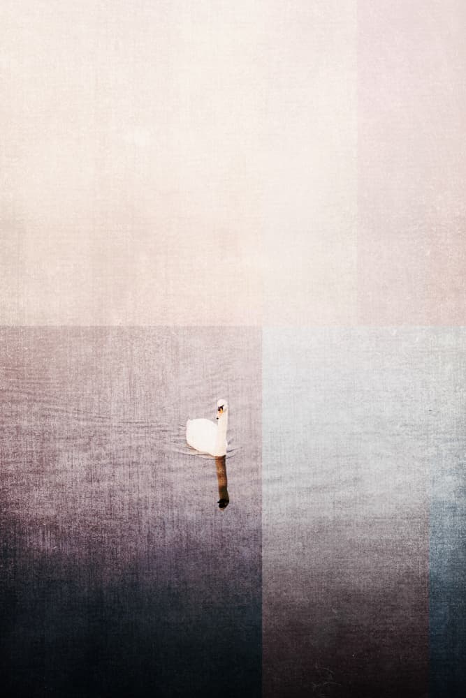 Serene White Swan by Imaginative — canvas wall art