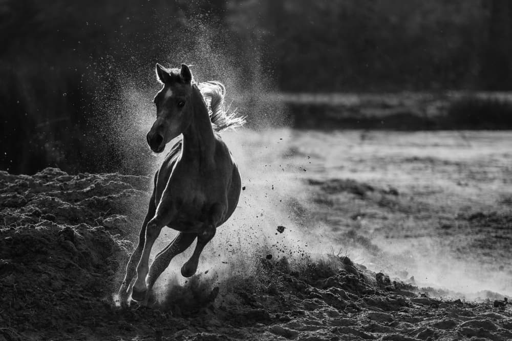 Galloping Foal Dust by Mohammed Alnaser — canvas wall art