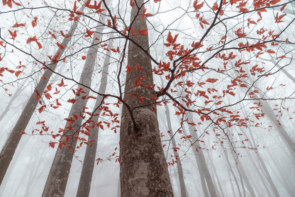 Misty Autumn Forest by Alexandru Ionut Coman — canvas wall art