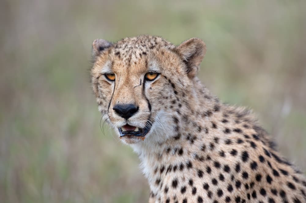 Majestic Cheetah Gaze by Marco Pozzi — canvas wall art