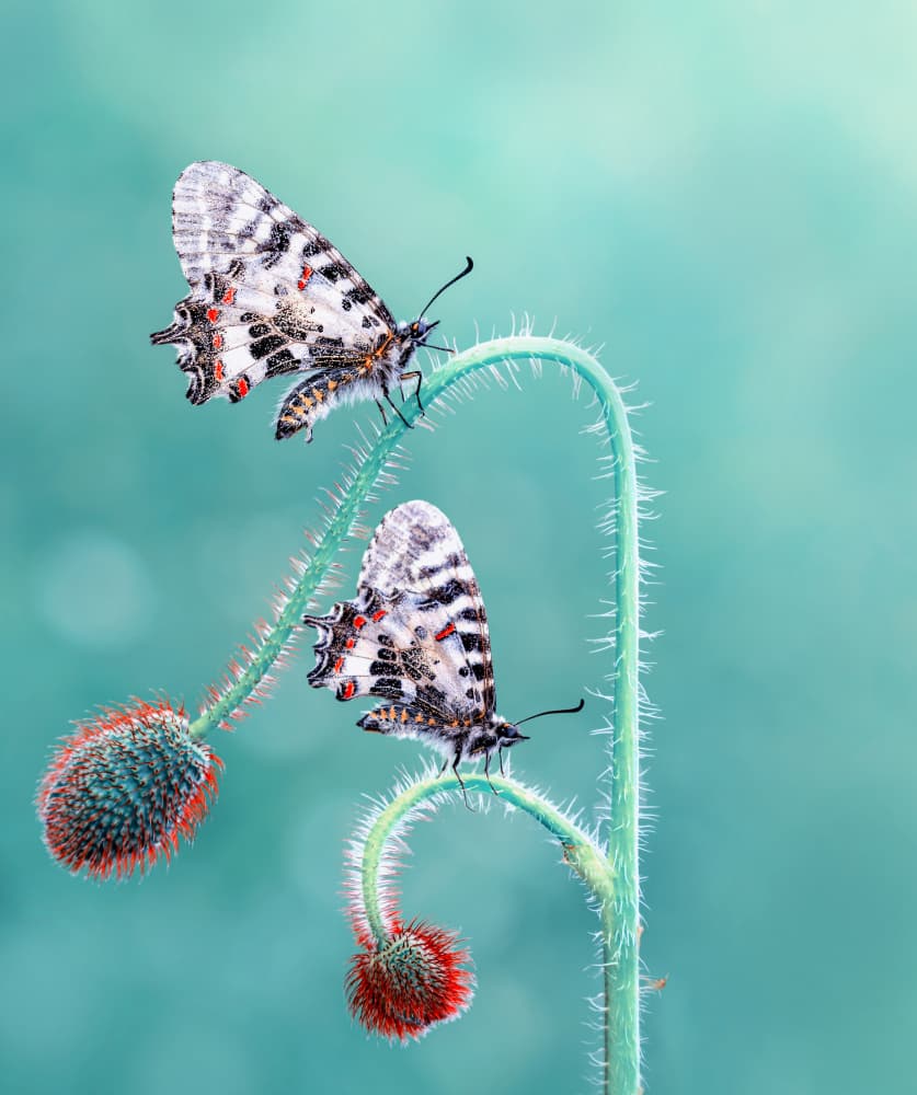 Two Butterflies Poppy Buds by Mustafa öztürk — canvas wall art