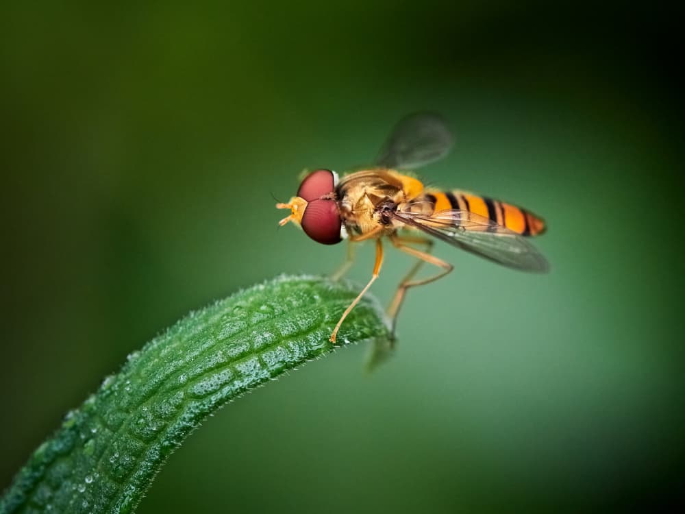 Vibrant Hoverfly Macro by Takiko Hirai — canvas wall art