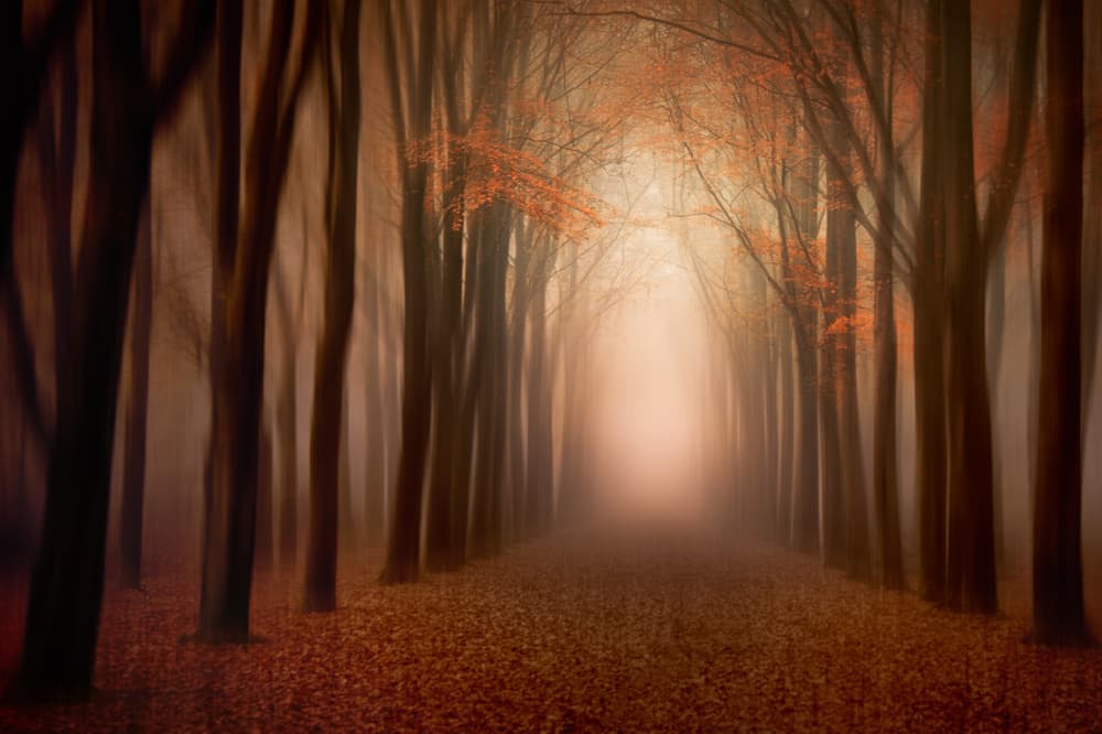 Misty Autumn Path by Piet Haaksma — canvas wall art