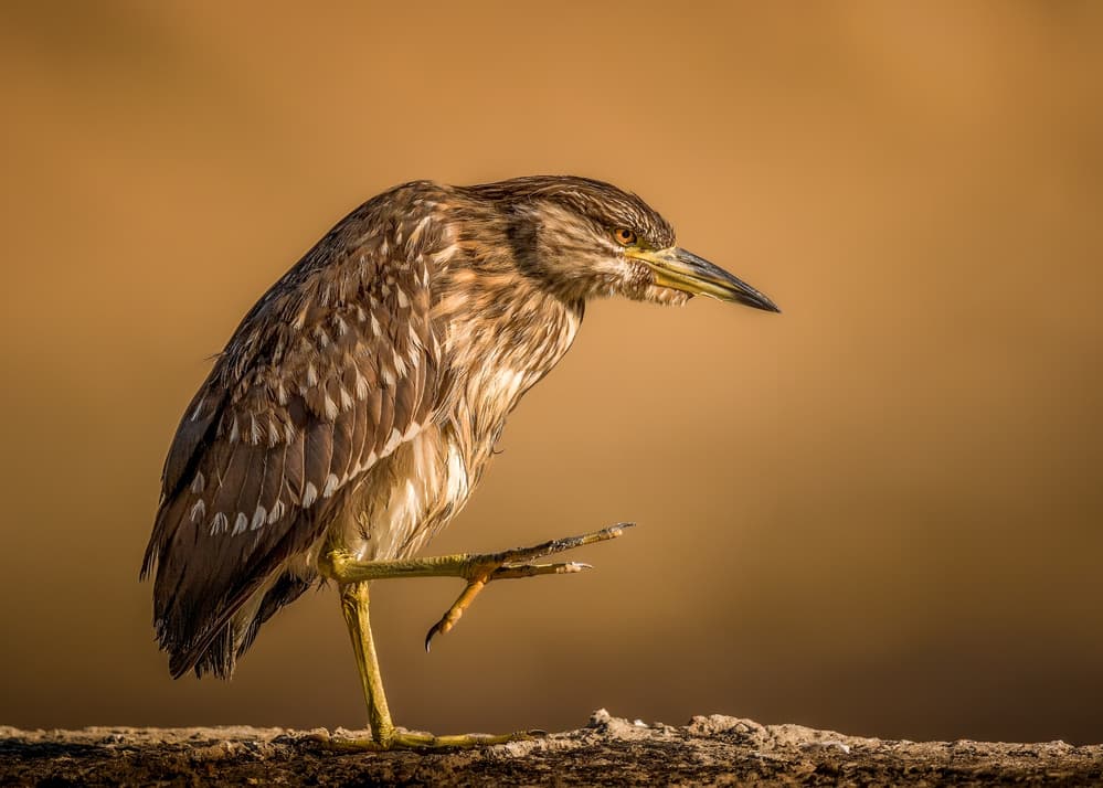 Golden Night Heron by Faisal ALnomas — canvas wall art