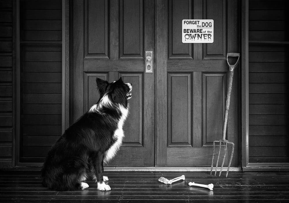 Loyal Dog Funny Warning by Jacqueline Hammer — canvas wall art