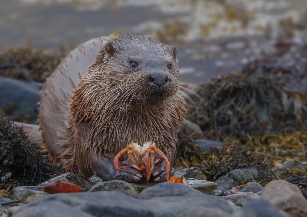 Wild Otter Eating Crab by David Bennion — canvas wall art