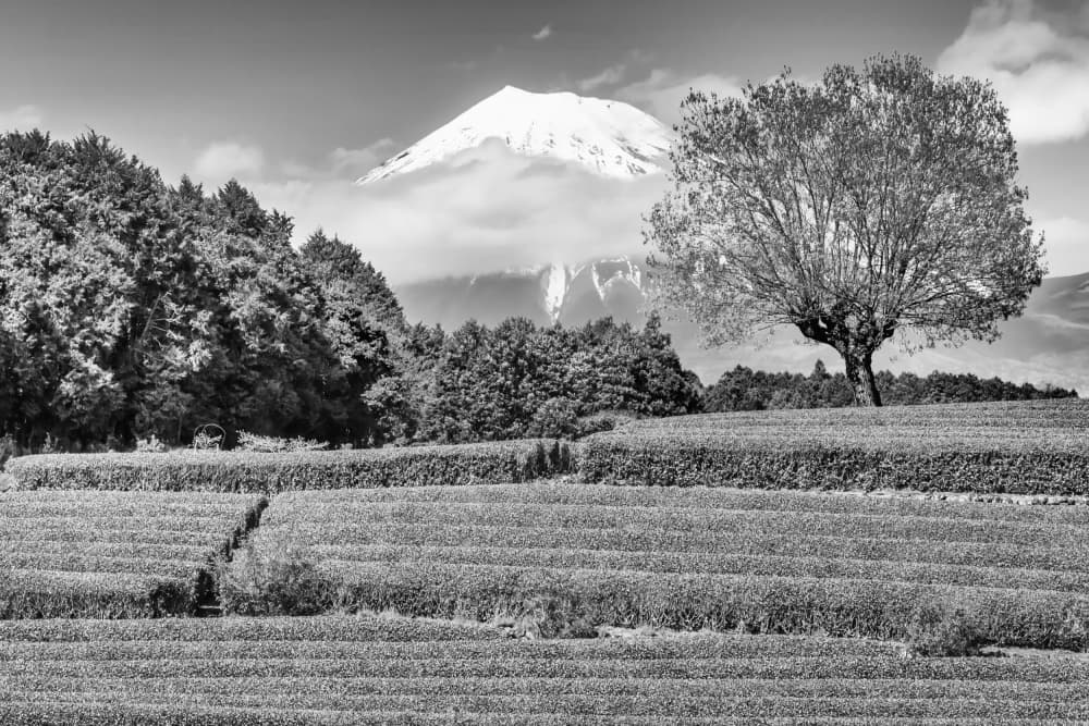 Majestic Fuji Tea Fields by Melanie Viola — canvas wall art