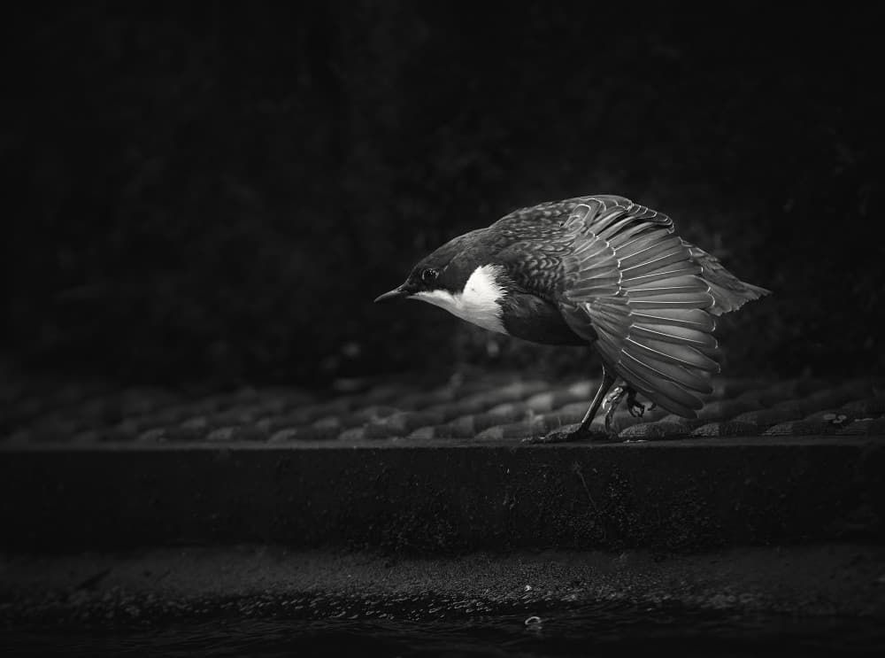 Dipper Wings Spread by Stuart Williams — canvas wall art