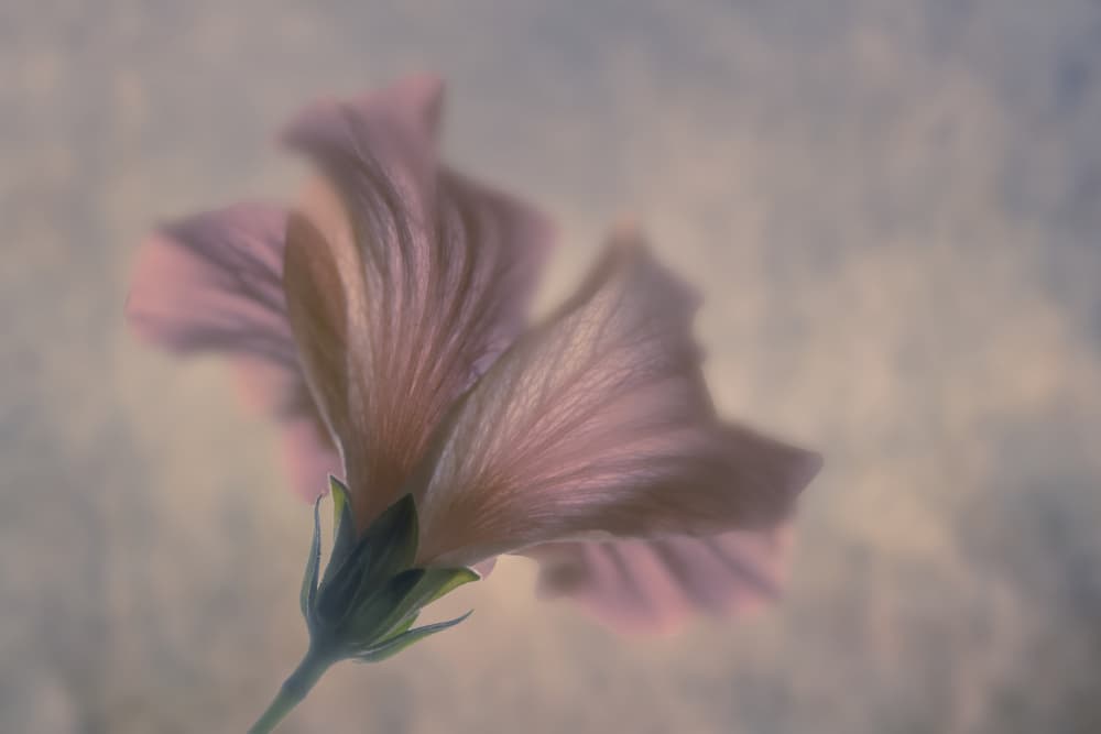 Dreamy Pink Bloom by Clear Water — canvas wall art