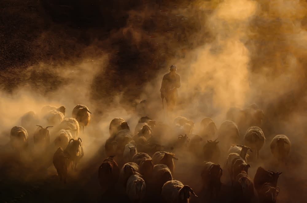 Flock in Golden Dust by Murat Cacim — canvas wall art
