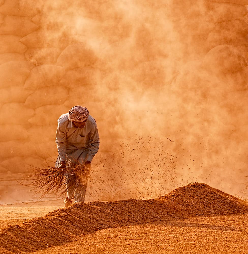 Golden Grain Harvest by Sayyed Nayyer Reza — canvas wall art