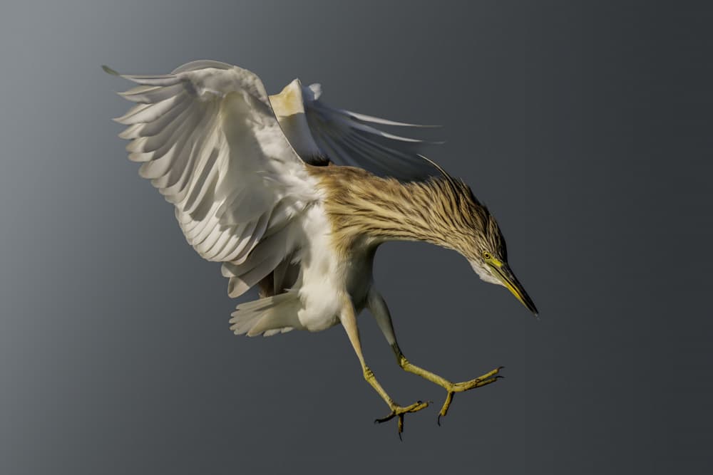 Heron in Flight by Mallal Moshe — canvas wall art