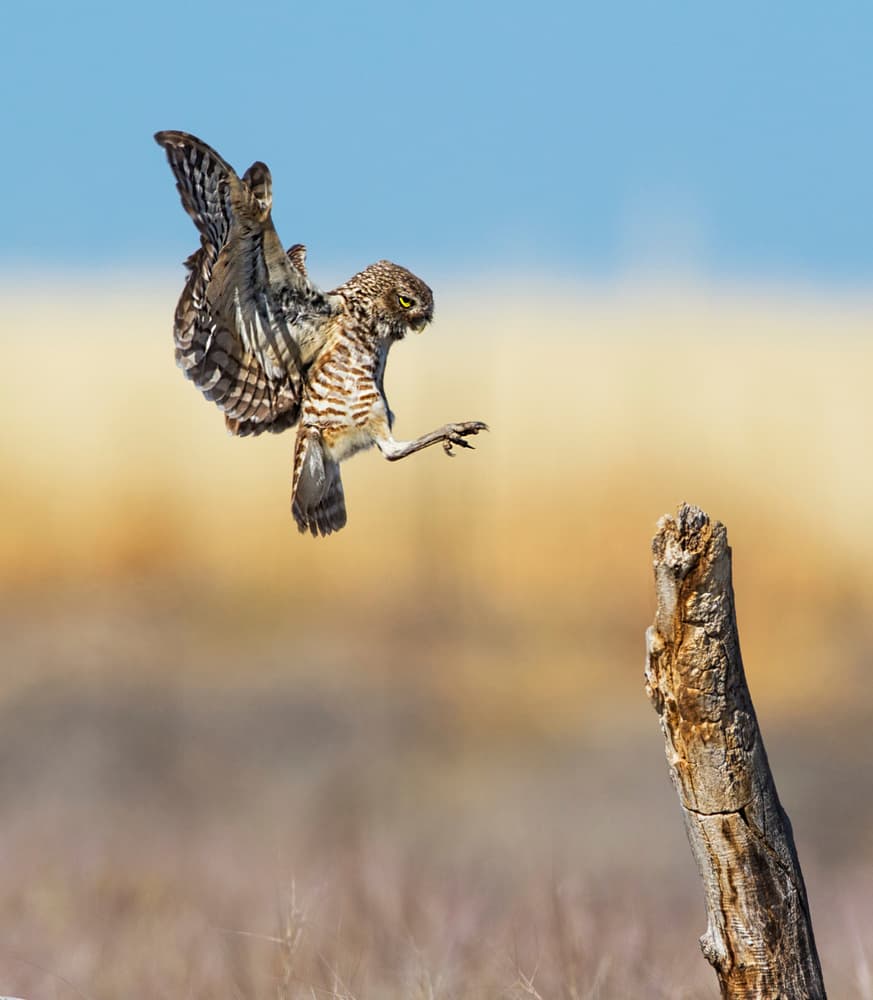 Burrowing Owl in Flight by verdon — canvas wall art