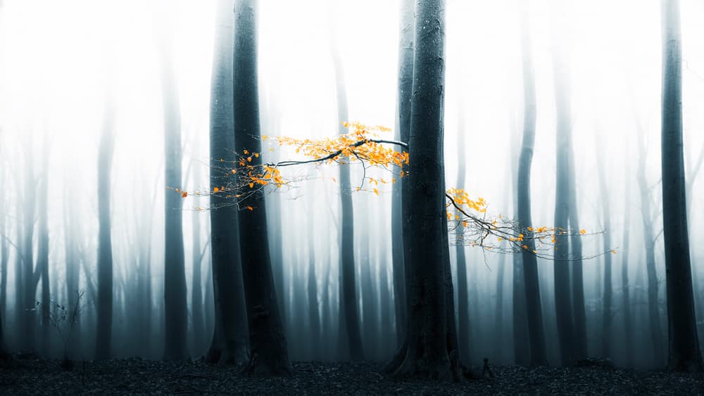 Misty Forest Glow by Lars van de Goor † — canvas wall art