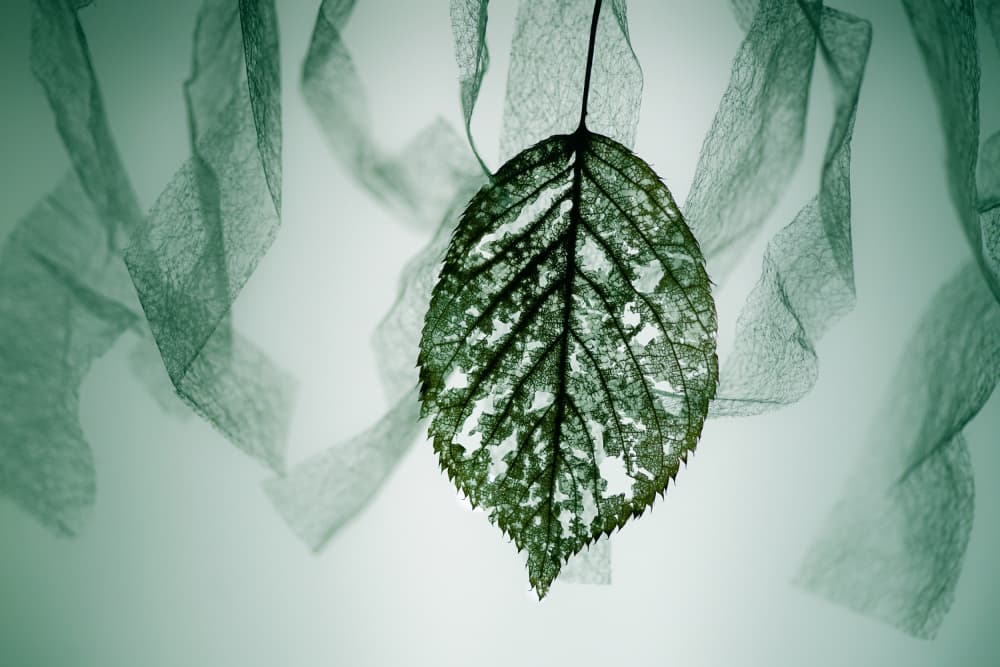 Ethereal Green Leaf by Shihya Kowatari — canvas wall art