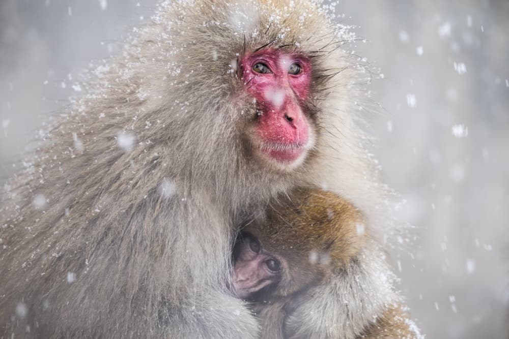 Snow Monkey Embrace by Takeshi Marumoto — canvas wall art