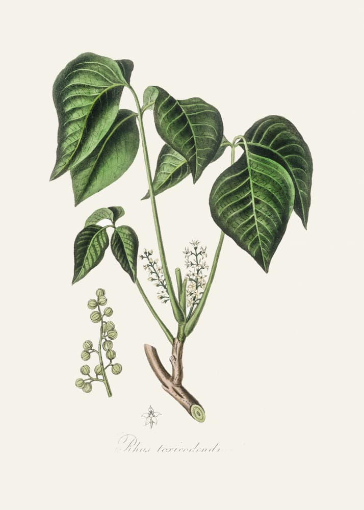Poison Ivy (rhus Toxicodendron) Medical Botany by John Stephenson and James Morss Churchill — canvas wall art