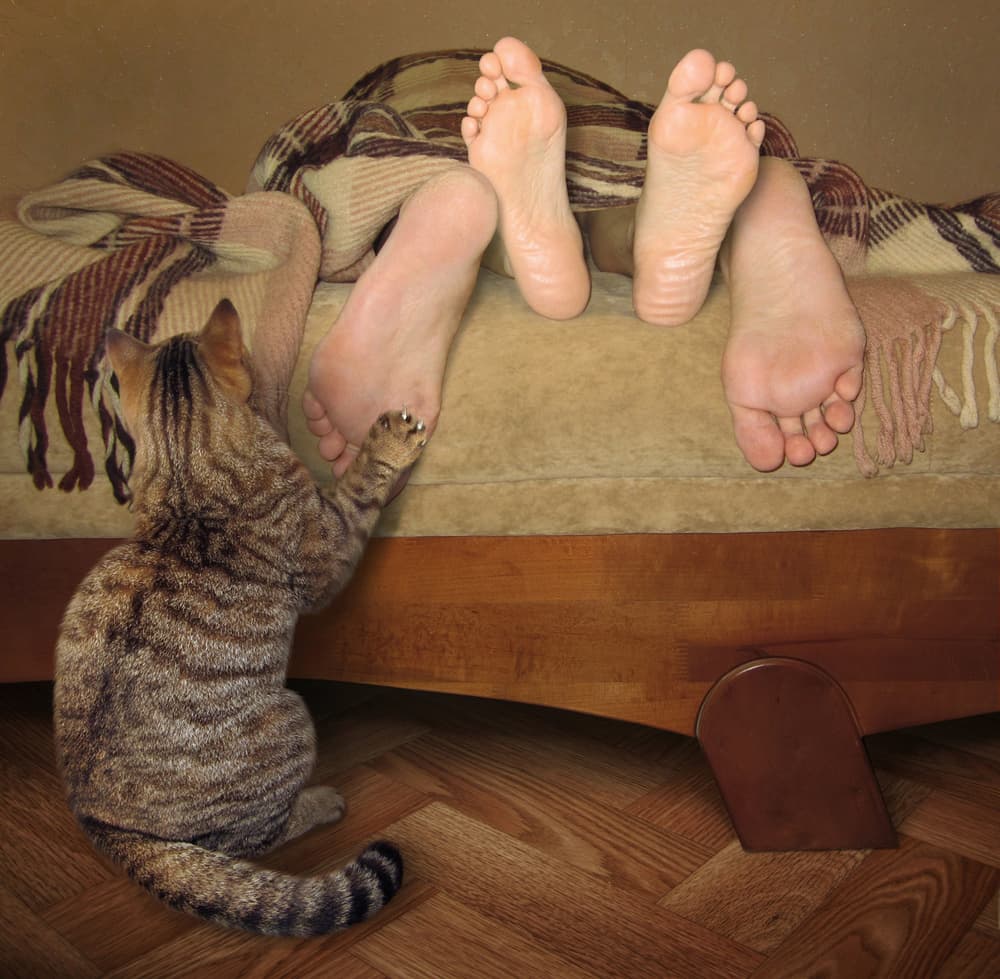 Playful Cat Awakens Feet by Iryna Kuznetsova (Iridi) — canvas wall art