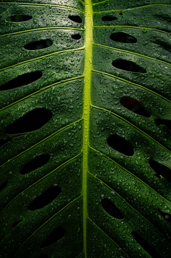 Dewy Monstera Leaf by YUTAKA KURAHASHI — canvas wall art