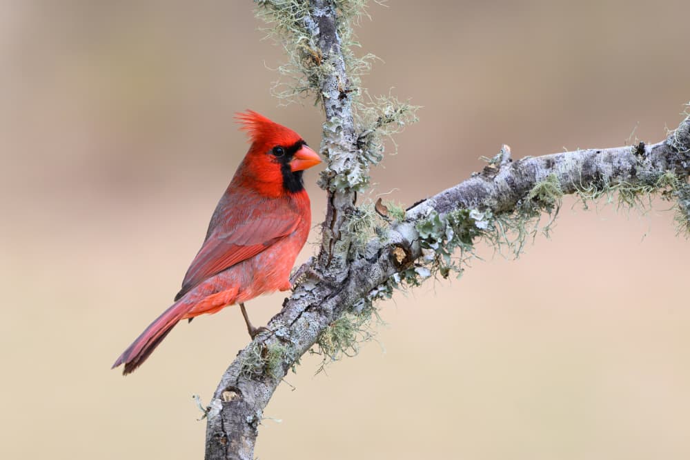 Vibrant Cardinal on Branch by Mike He — canvas wall art