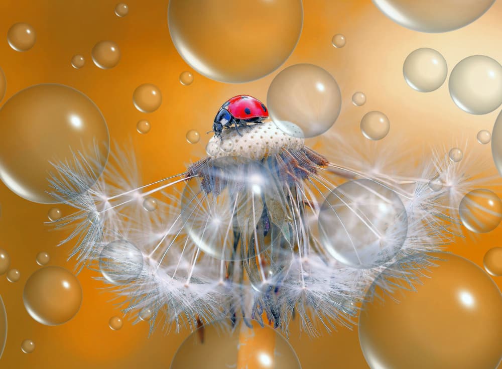 Whimsical Ladybug Dandelion by Thierry Dufour — canvas wall art