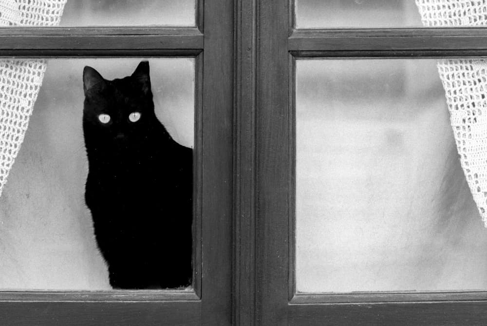 Mysterious Black Cat Window by Milena Seita — canvas wall art