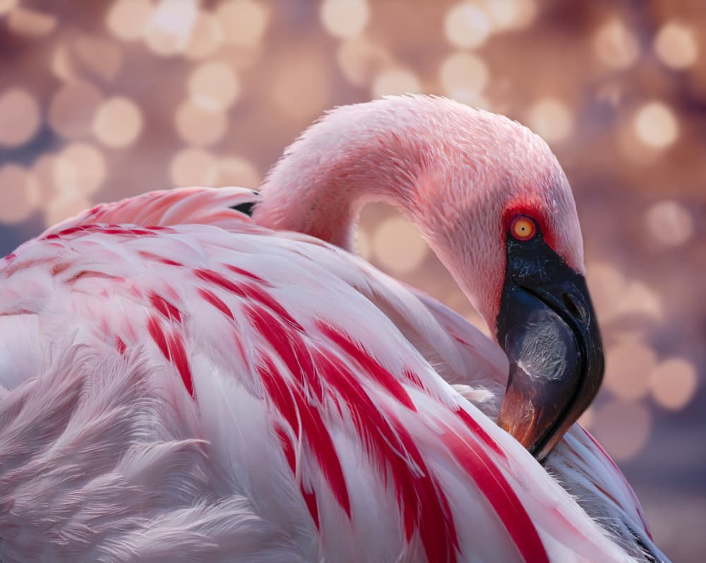 Pink Flamingo Preening by Ed Esposito — canvas wall art