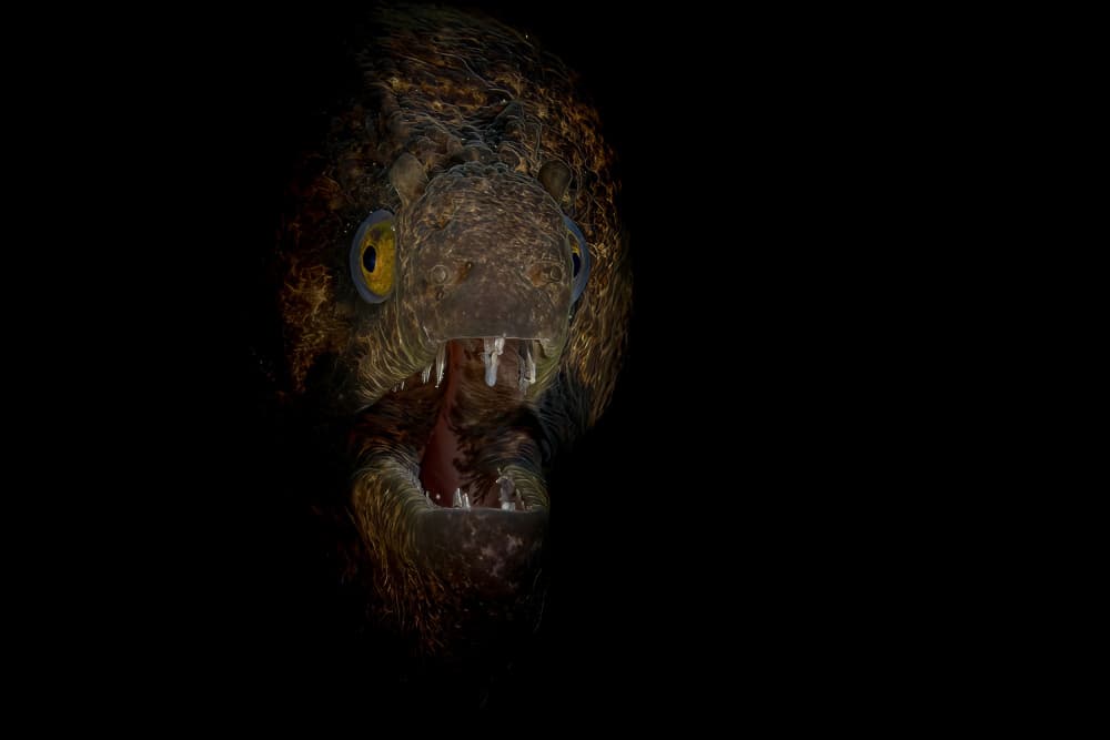 Fierce Dinosaur Head by Serge Melesan — canvas wall art