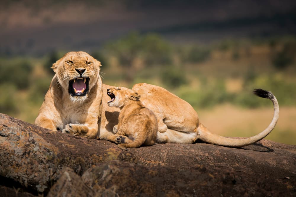 Roaring Lioness And Cub by Husain Alfraid — canvas wall art