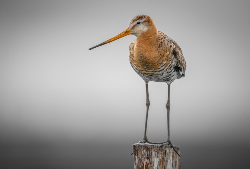 Calm Godwit On Post by Jørgen Sørensen — canvas wall art