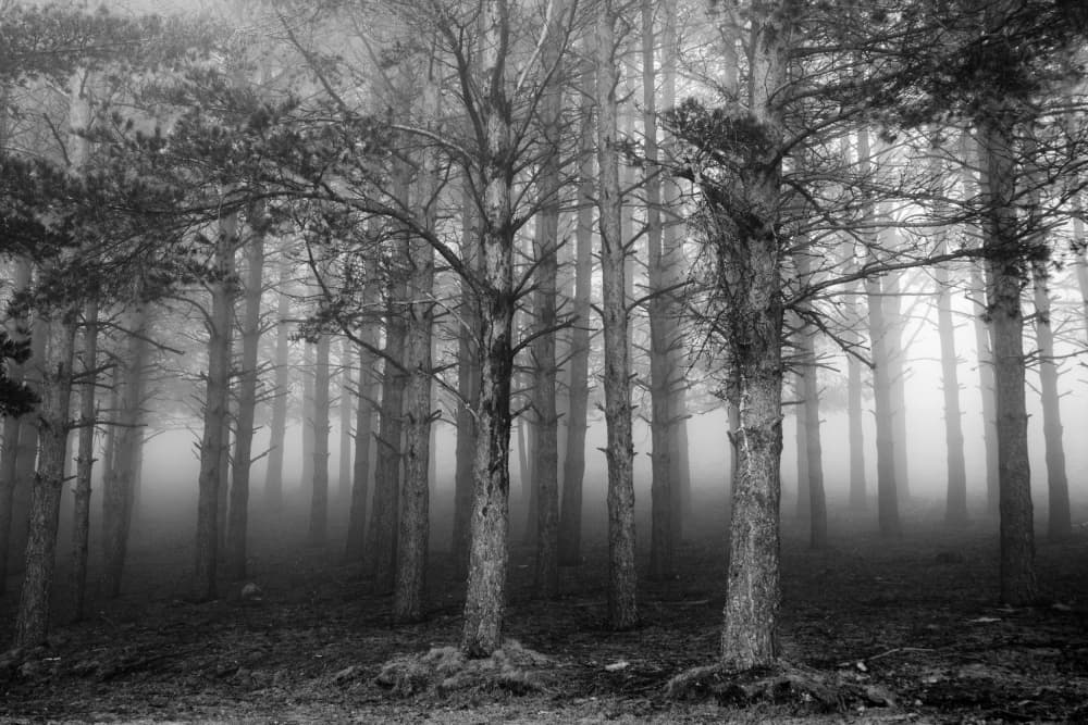 Foggy Forest Trees by George Digalakis — canvas wall art