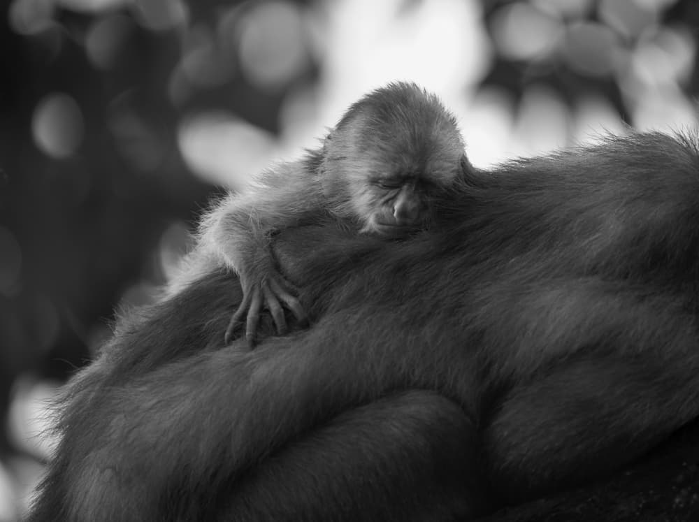 Baby Monkey Asleep by Jimmy Yang — canvas wall art