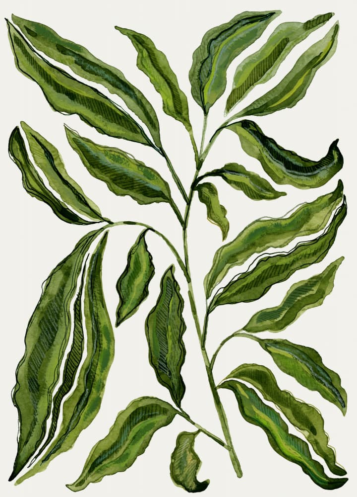 Organic Green Leaves