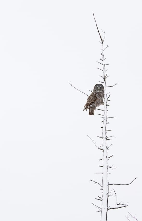 Great Gray Owl Perch by Mircea Costina — canvas wall art