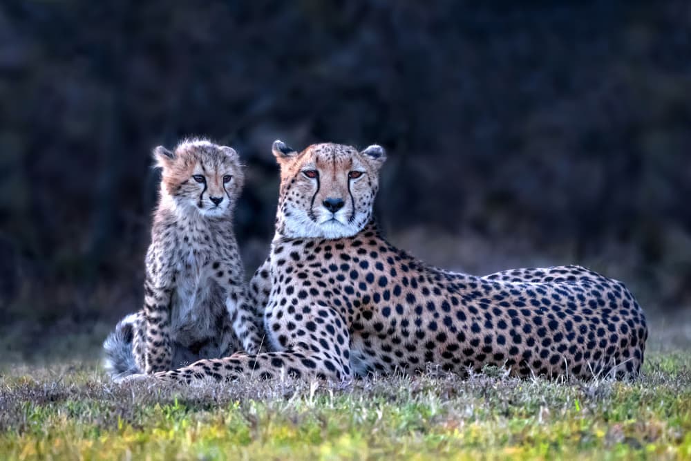 Cheetah Mother and Cub by Xavier Ortega — canvas wall art