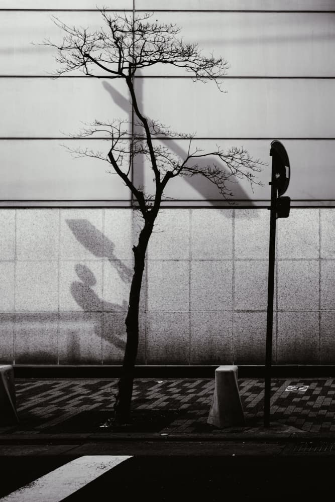 Stark Urban Tree Shadows by HIDASAN — canvas wall art