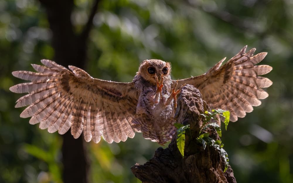 Dynamic Owl Landing by DonnaHom APA — canvas wall art