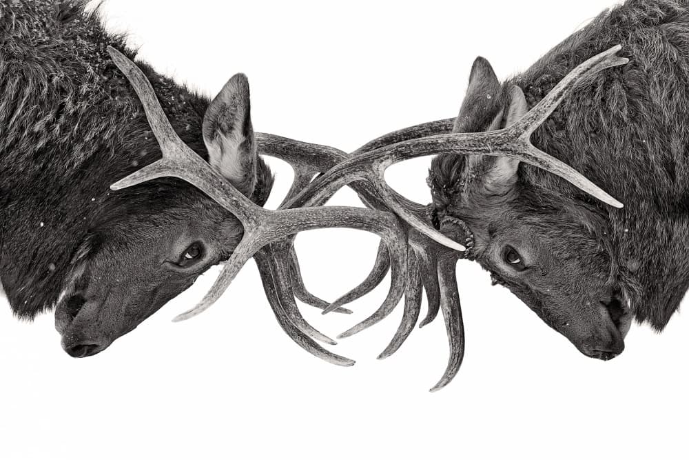 Intense Elk Battle