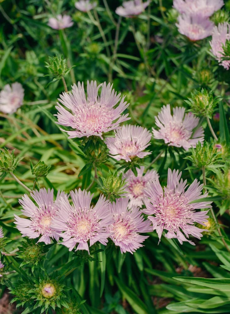 Pink Garden Blooms by Bethany Young — canvas wall art