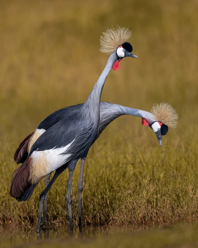Crowned Cranes Pair by Ahmed Elsheshtawy — canvas wall art