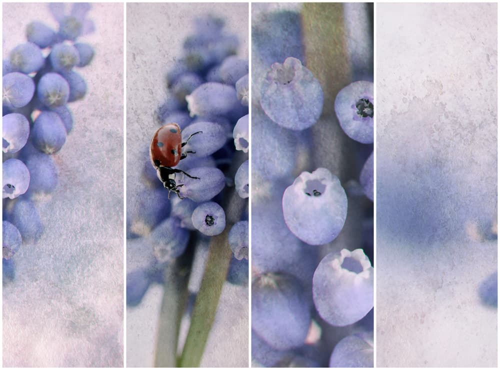 Lavender Ladybug Berries by Ellen van Deelen — canvas wall art