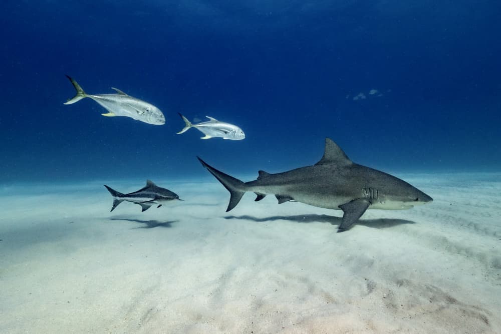 Ocean Predator Swim by Serge Melesan — canvas wall art