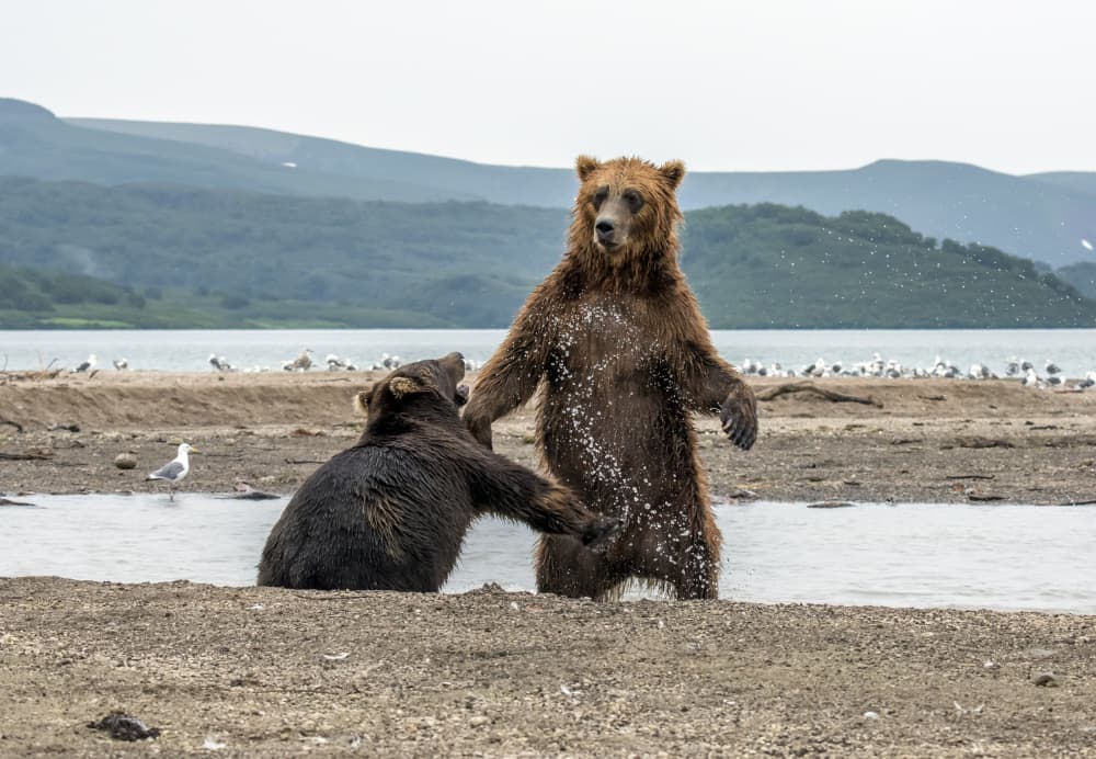 Wild Bears Splashing Play by Giuseppe DAmico — canvas wall art