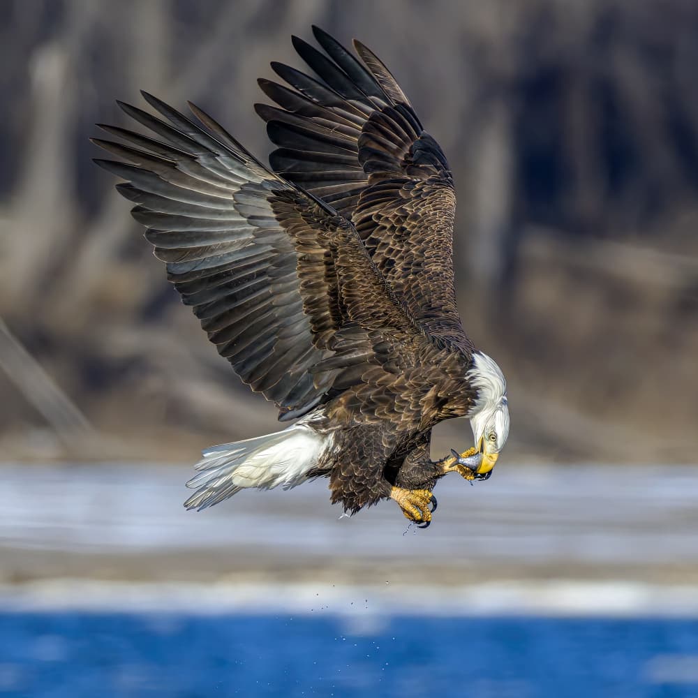 Bald Eagle Fishing by Jacob (Jian) Xu — canvas wall art