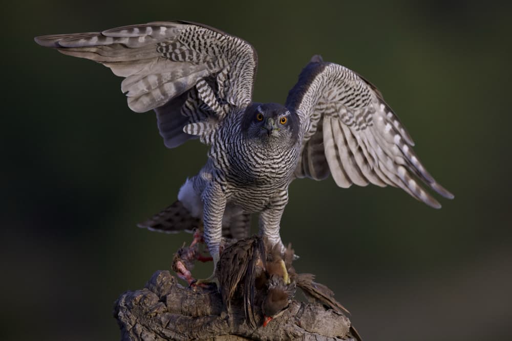 Goshawk Captures Prey by David Manusevich — canvas wall art