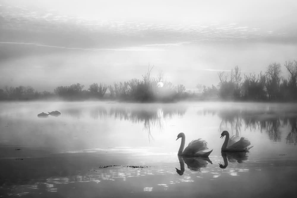 Misty Morning Swans by ANNA AN — canvas wall art