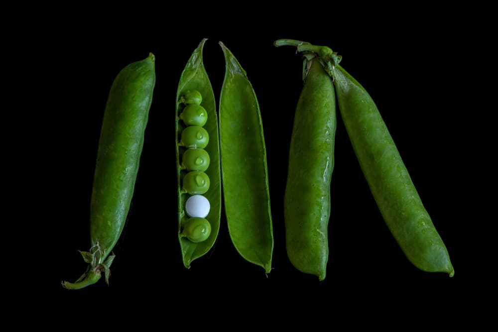 The White Pea by FranzStaab — canvas wall art